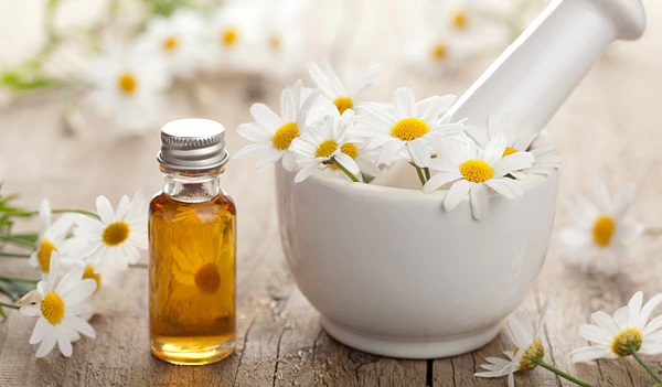 Chamomile is one of the very important aromatherapy essential oils